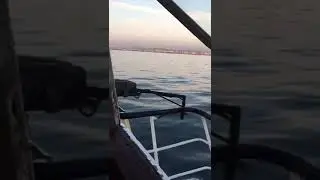 L&iacute;rios do mar destino P&oacute;voa de varzim