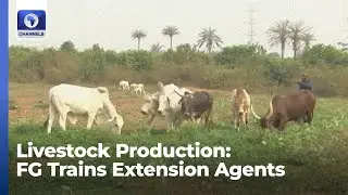 Livestock Production: FG Trains Extension Agents, Farmers In Kwara State