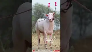💥बाजी💥 #explore #khillar #bull #marathi #viral #viralshorts #youtube #youtubeshorts
