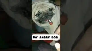 This Angry Dog Vs My Dog |#shorts #viral #funny #thepugshow
