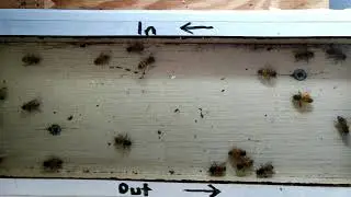 Social Insect Research Group Live Stream
