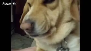 Animals That Hate Humans #LOL