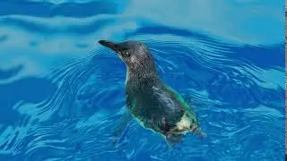 Little Blue Penguins: Waddle into their world