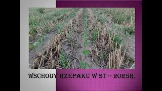 Rzepak 2025 - wschody po ST