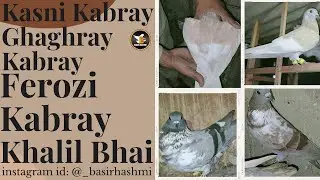 Pigeons Loft Breeding Setup Khalil Bhai | Ferozi Kabray, Ghaghray Kabray, Kasni Kabray, Sabaz Kabray