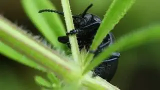Bloody-nosed Beetle (Timarcha tenebricosa)