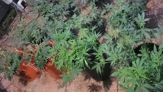 Sky Wrdn, Blueberry Muffin x4g autos, La Kush Cake, Oreoz End Of 4th wk of Vegetative Stage 