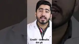 what foods not safe for cats | vet Furqan | #animaliadotpk | full video link in description |