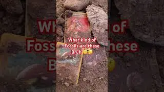 New fossil discovery 😳😳 #fossils #archaeology #paleontology #helpmemakethismakesense