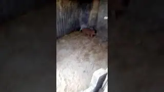 Moji pasici od krmace manrulice