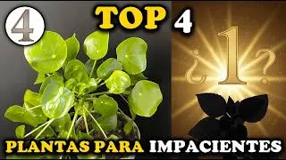 ¿Eres IMPACIENTE? 4 Plantas que Crecen RÁPIDO (Resultados en 1 Mes) 🚀