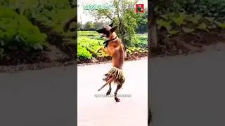 Funny Dog Sweet Dance Viral 2025 😻🥰🤪 | Dancing Dog #shorts #trending #viral #ytshorts #dance #dog