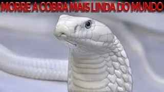LILITH A COBRA MAIS LINDA DO MUNDO, MORRE - CURIOSIDADES