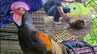 Ayam hutan hijau Teristimewa Di dunia/Gallus Varius