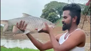 big masheer fish king of fresh water catch in kolhapur