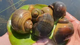 Big Snails Everywhere! Exploring Their Beautiful Habitat | Stunning Natural Views