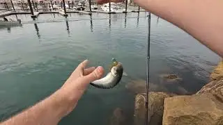 Adelaide Metro FISHING BIG FLATTY(Bream&Salmon)