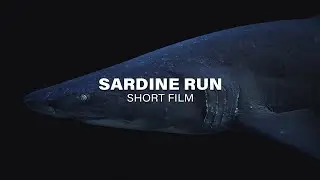 SARDINE RUN - Short Film