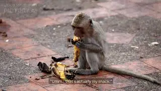 🐵🍌 The Great Banana Chase &ndash; A Funny Jungle Story for Kids! 😂🌴