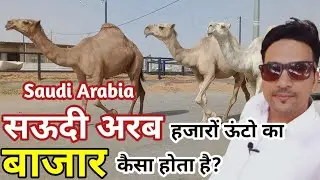 Walking  in saudi arabia camel market 2023 | Camel market in Saudi #Camel #market #Saudiarabia #ksa