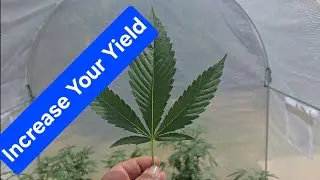 Cannabis plant training for bigger yields. Grow weed like a pro. Topping, LST and Super Cropping