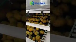 Dragon fruit sorting line  grading machine fruit processing equipment automatic selection classifier