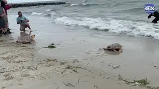 Second Sea Turtle Release of 2022!