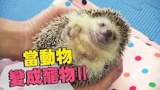【寵物飼養】當動物變成寵物(下)｜非狗貓寵物的動物福利 (我們的島 第947集 2018-03-26)