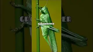 Muslims Cannot Eat These Animals &mdash; Learn the List ❗#viral #shorts #trending #sukooneqalb #shortvideo