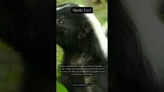 Stink Power Unveiling the Unique Defense Mechanism of Skunks