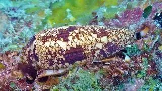 Marine life from Kwajalein lagoon pinnacle reefs at night