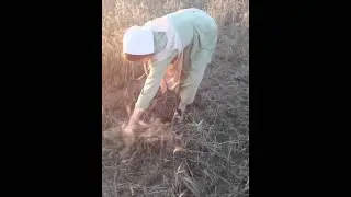 Harvesting Wheat by Hand