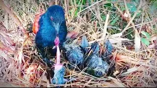 SANGAT KEJAM‼️INDUK BUBUT INI MEMAKAN ANAK SENDIRI 
