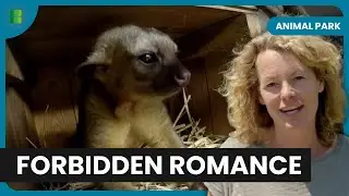 Kinkaju Love Story Unfolds as Carlos Meets Reeva | Animal Park | Documentary