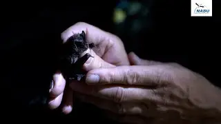 J&auml;ger der Nacht - Flederm&auml;use bestimmen mit dem NABU Sachsen