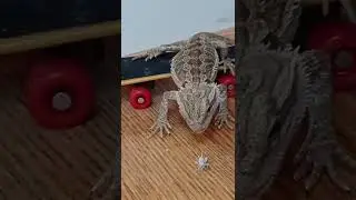 Skateboarding 🛹 Bearded Dragon | RADDEST Dragon ever?? 🤷&zwj;♂️ | @ChuckNorrizBeardedDragons