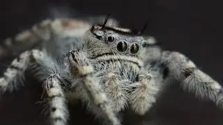 Phidippus comatus pair