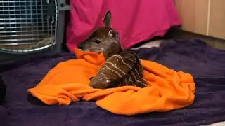 Richmond Metro Zoo adapts to keep animals warm during Virginia ice storm