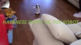 Very Cute Havanese Puppy playing with Robot Toy Maxibot