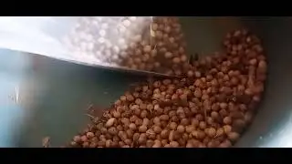 Imperial Reginea Palm Seeds. (15)996515952