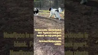 Difference between a Saint Berdoodle and a Newfipoo