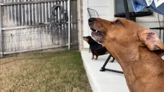 Why are they howling? 🐾