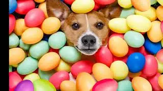 4 Easter pet safety tips to save clients from holiday disaster