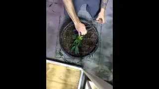 Low Stress Training Method