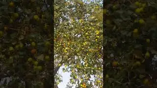 Ber fruit l Indian Jujube Fruit l