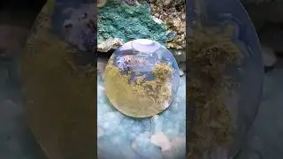 Scenic Moss Agate Round Shaped Cabochon 32x32x4mm #stoneagate #agate #cabochon #gemstone #mossagate