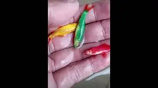 Colour rainbow shark | colour shark