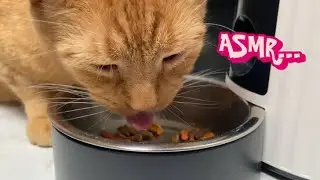 Kitty Close Up | Crunchy Food ASMR 🩷🐾