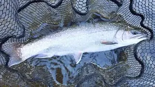 🚨 New Species! 🚨 Spartic Trout Takes Soft Plastic Creature Bait In Rare Catch On My Local River!