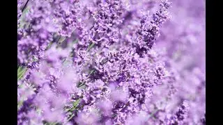 Kent Lavender Fields